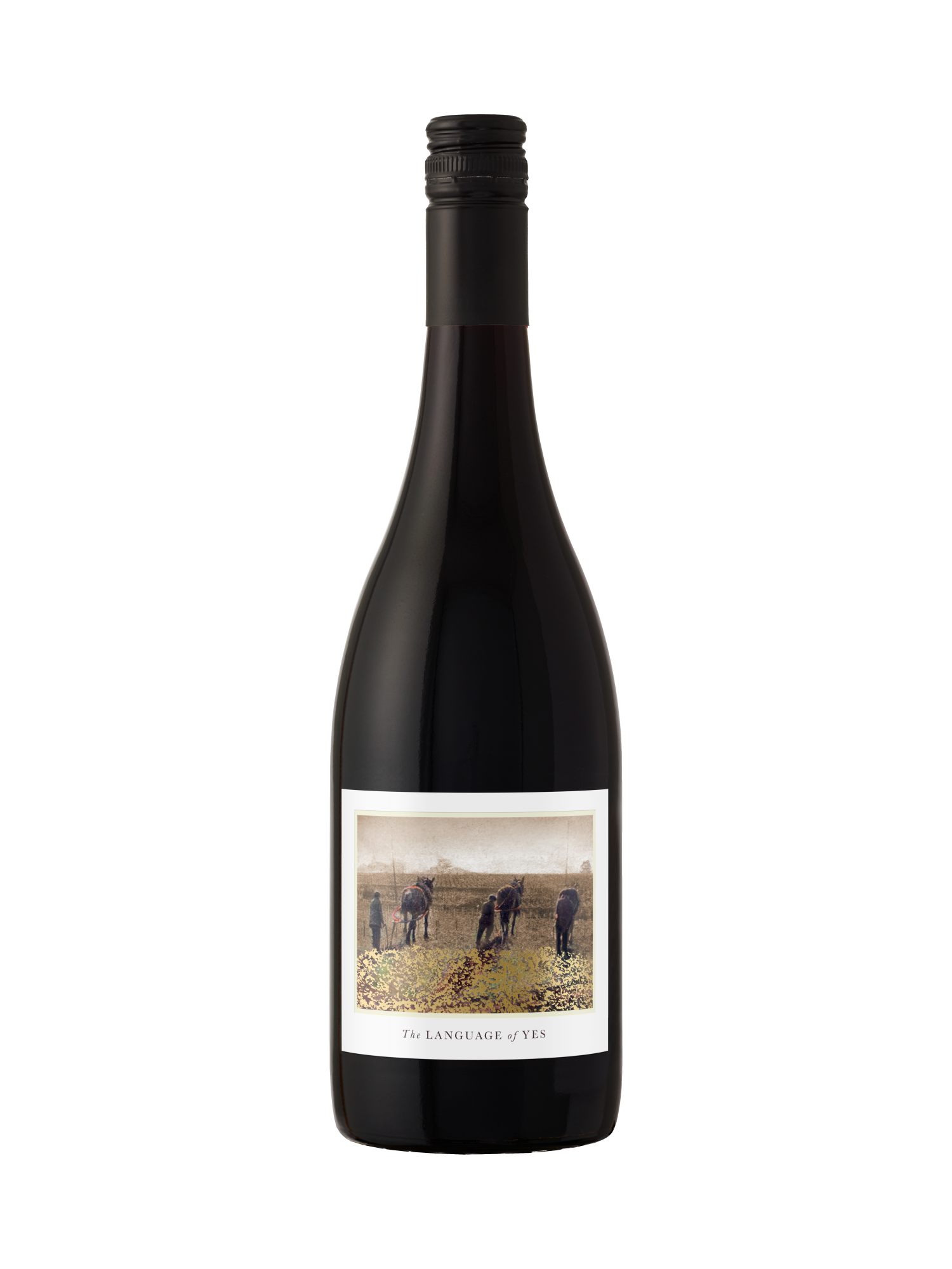 The Language of Yes 2021 Dried Cinsault image number 1